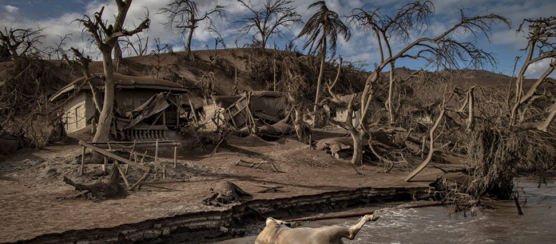 TAAL VOLCANO ISLAND, PHILIPPINES - JANUARY 14: The carcass of a cow floats in the shore as carcasses of horses, dead trees, and houses near Taal Volcano's crater is seen buried in volcanic ash from the volcano's eruption on January 14, 2020 in Taal Volcano Island, Batangas province, Philippines. The Philippine Institute of Volcanology and Seismology raised the alert level to four out of five, warning that a hazardous eruption could take place anytime, as authorities have evacuated tens of thousands of people from the area. An estimated $10 million worth of crops and livestock have been damaged by the on-going eruption, according to the country's agriculture department. (Photo by Ezra Acayan/Getty Images)